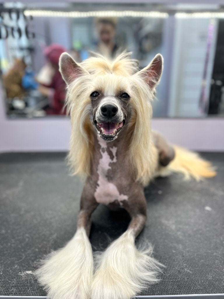 Китайська чубата гола посміхається грумеру після доглядових процедур