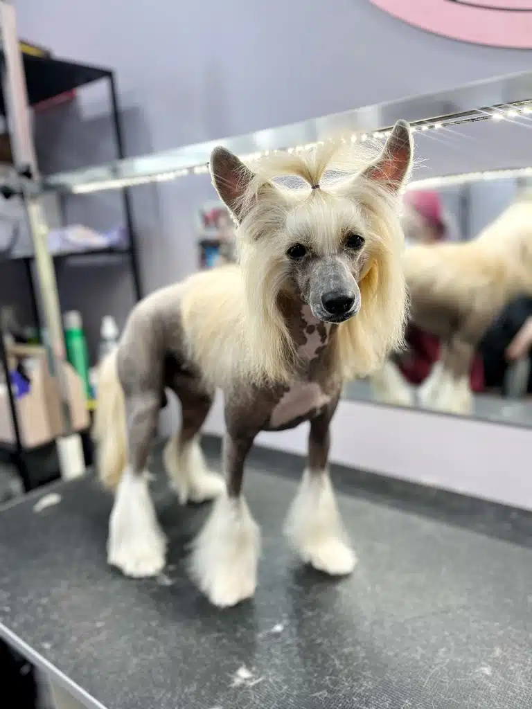 Китайська чубата гола після стрижки у професійному грумерському салоні