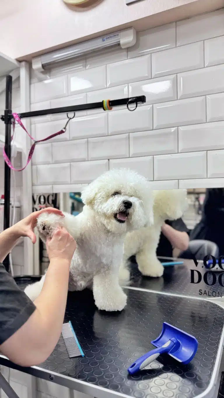 Бішон дав лапу для забривання подушечок тримером