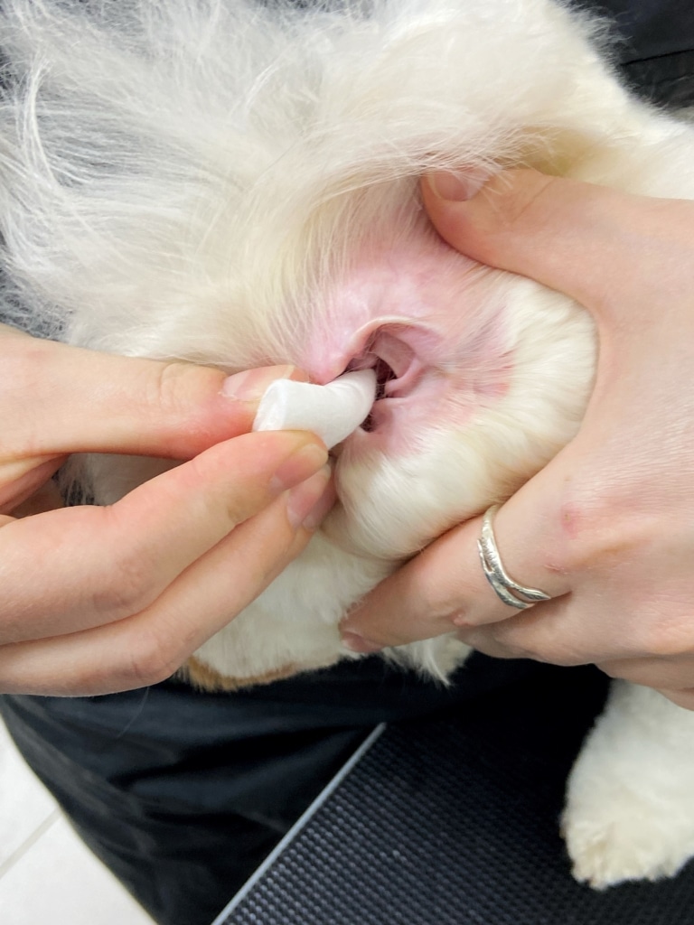 Чистка вух собаки лосьйоном та ватним диском