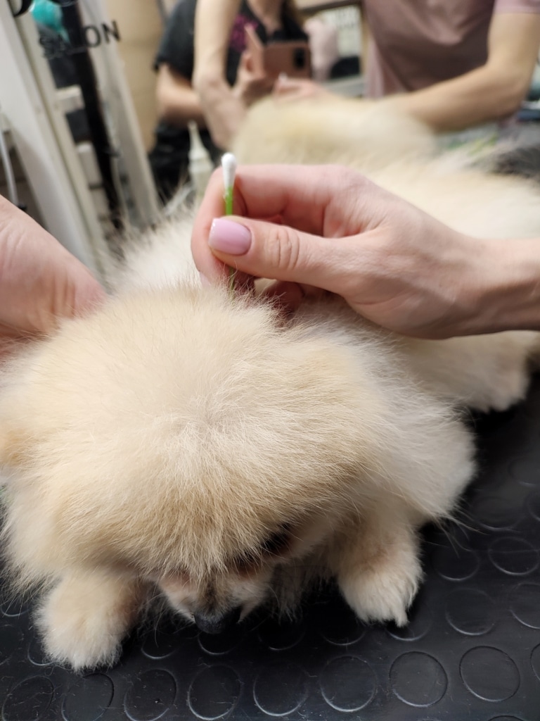 Чищення вух шпіца ватною паличкою