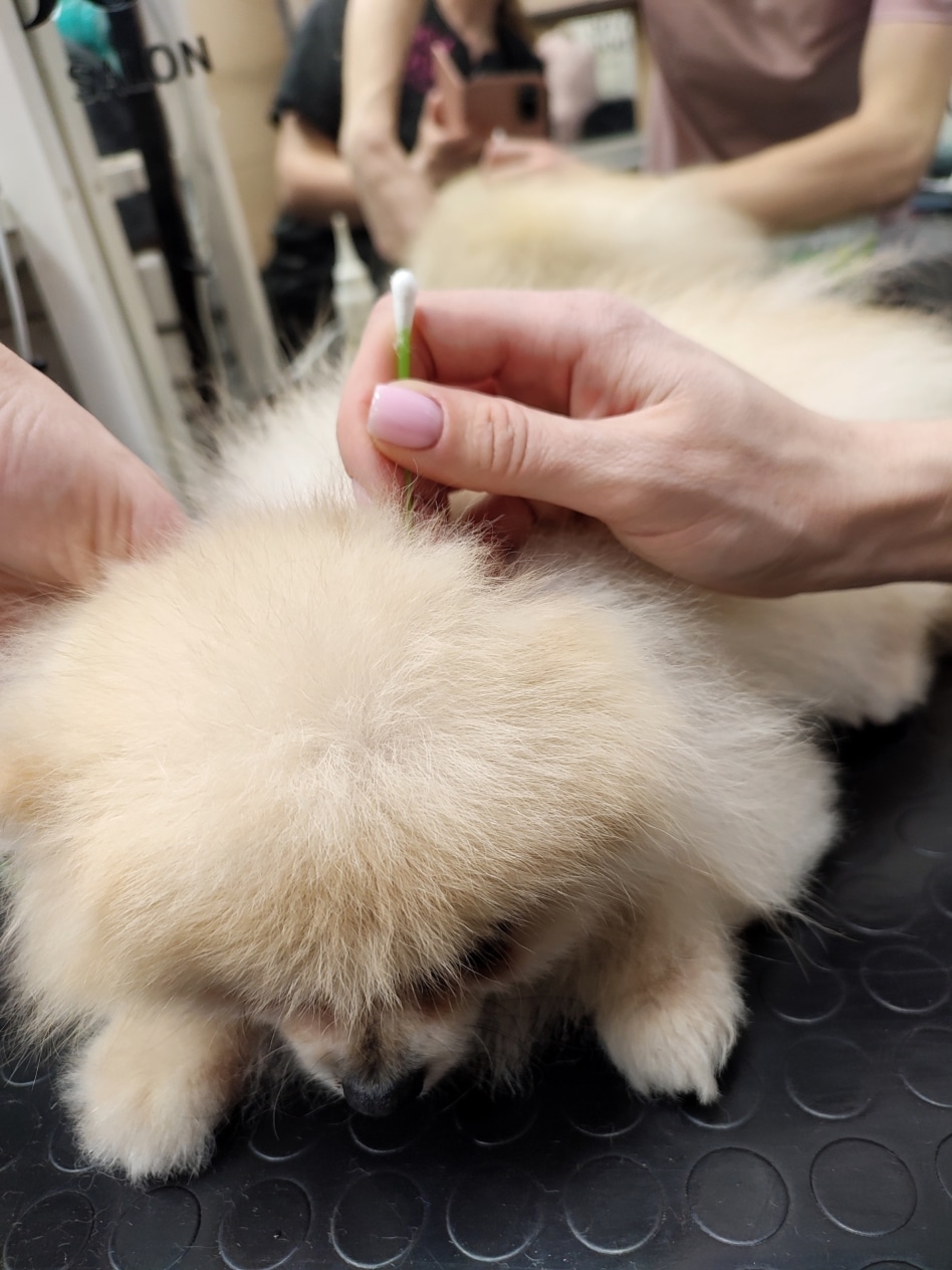 Чищення вух шпіца ватною паличкою