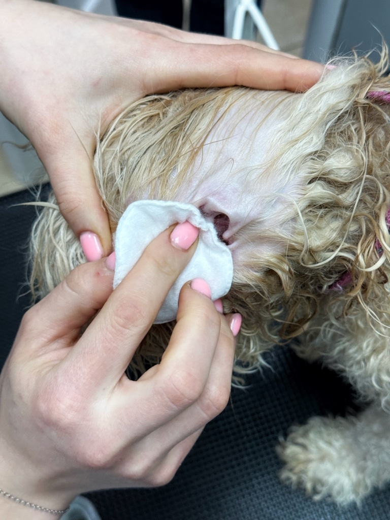 Очищення вуха собаки за допомогою ватного диска