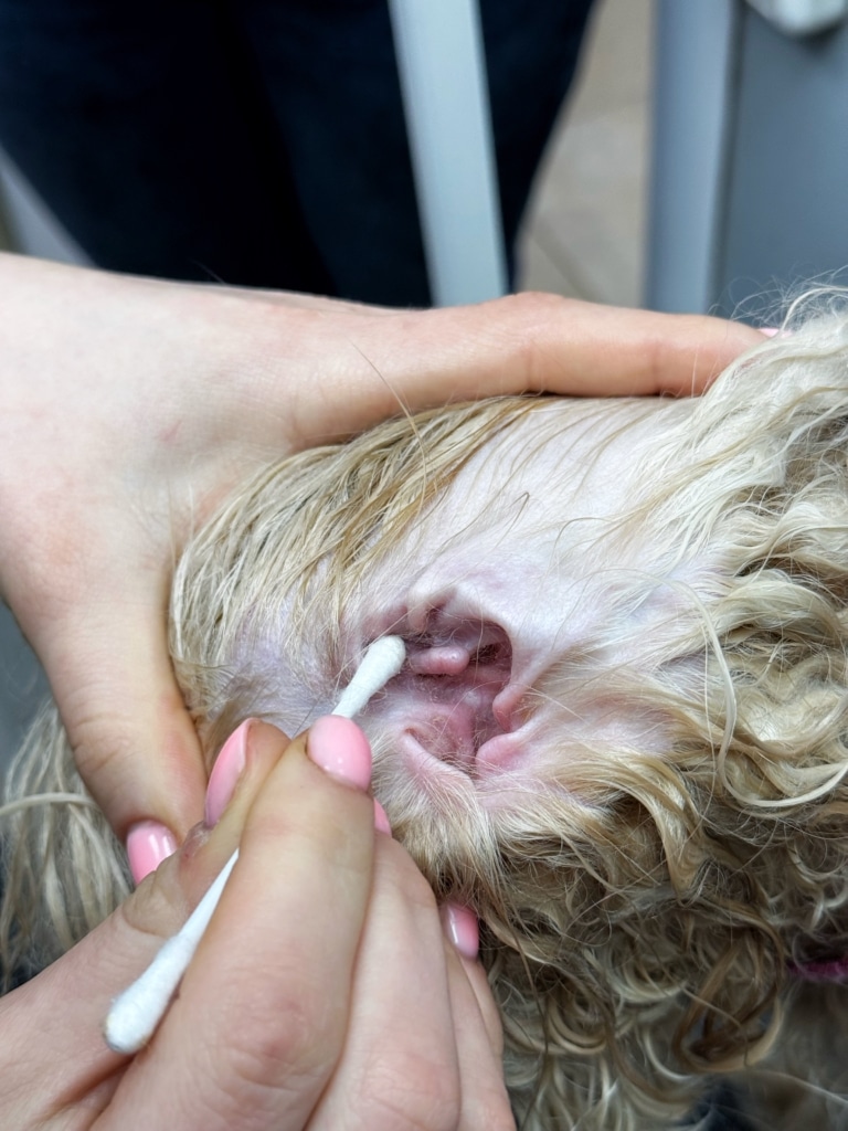 Дівчина з рожевим манікюром чистить вушко собаки ватною паличкою