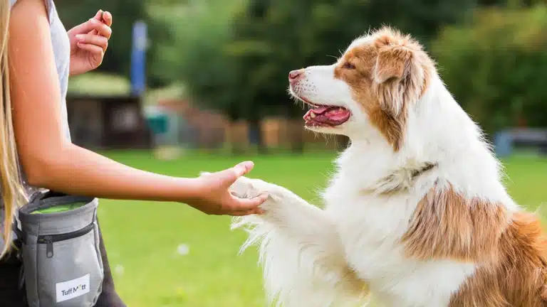 Дівчина з білим волоссям тримає за лапу біло-рудого бордер-коллі на зеленій галявині