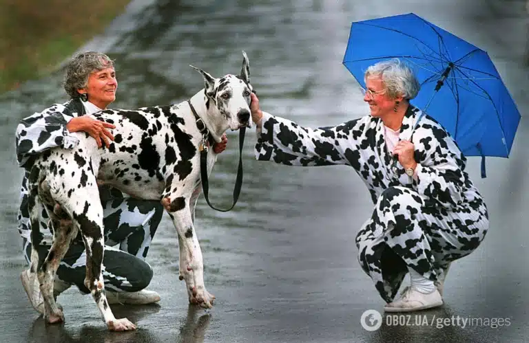 Дві жінки в плащах, як окрас далматина, і сам улюбленець