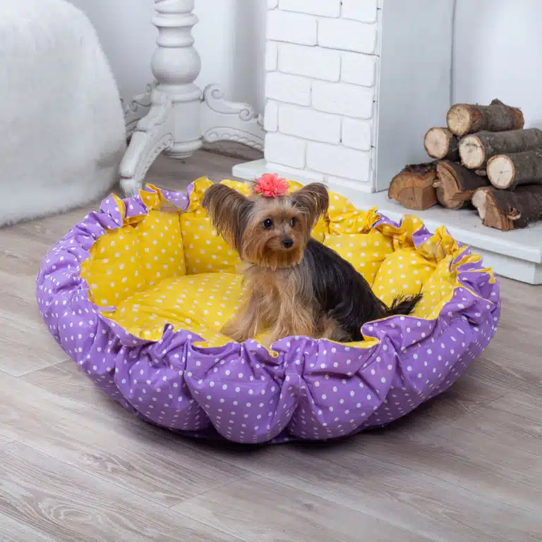 Йорк з рожевим бантом сидить у великій жовто-фіолетовій лежанці