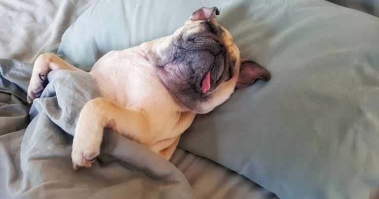 Мопс лежить з висолопленим язиком на спині, вкритий пледом
