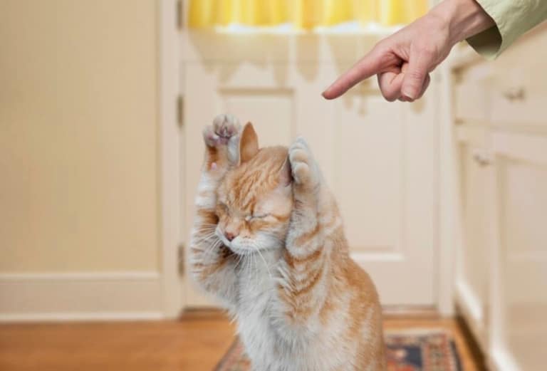 Котик підняв догори лапки, поки власник його сварить
