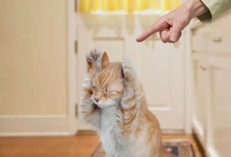 Котик підняв догори лапки, поки власник його сварить