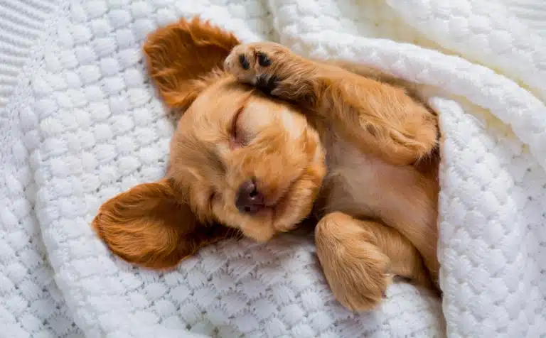 Руде цуценя підняв у сні лапку до вуха