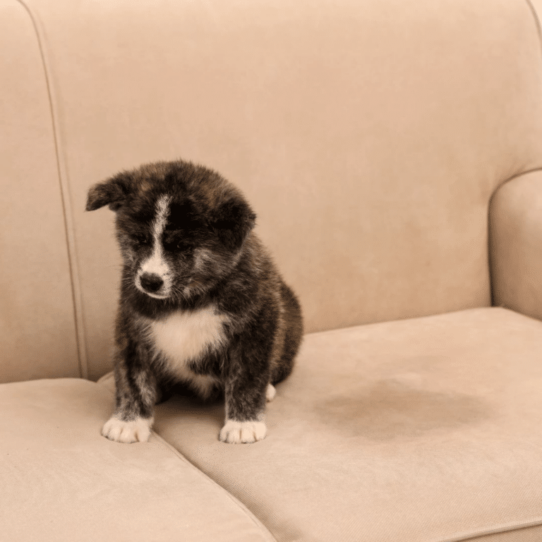 Цуценя з густою біло-коричневою шерстю сидить на гладкому кремовому дивані