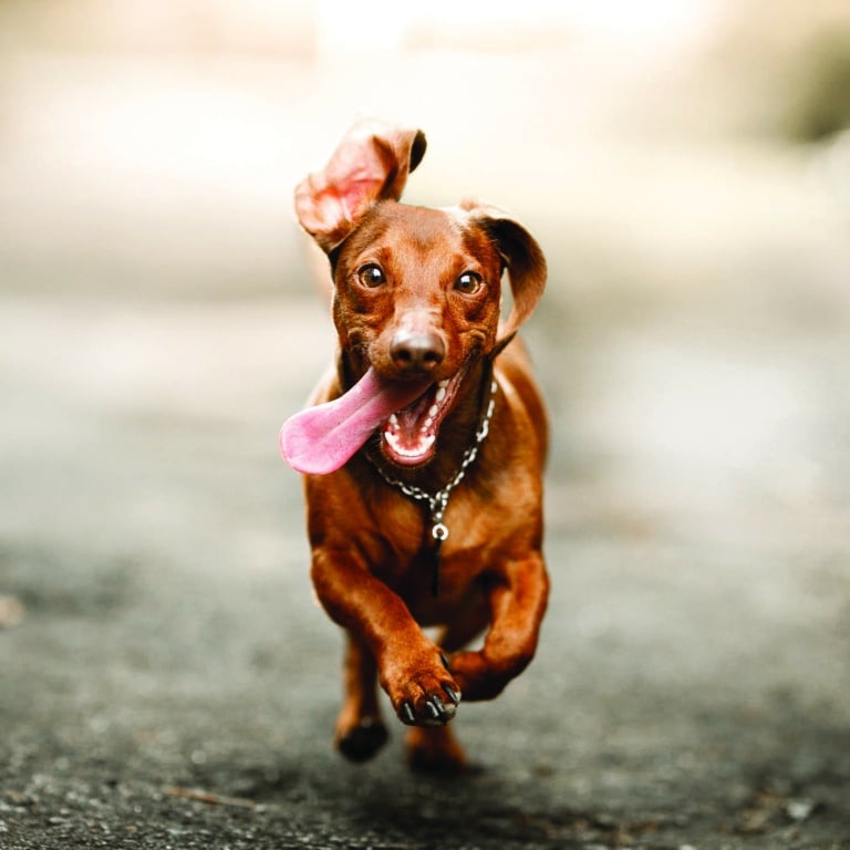 Коричневий короткошерстий пес швидко біжить по асфальту з висолопленим язиком