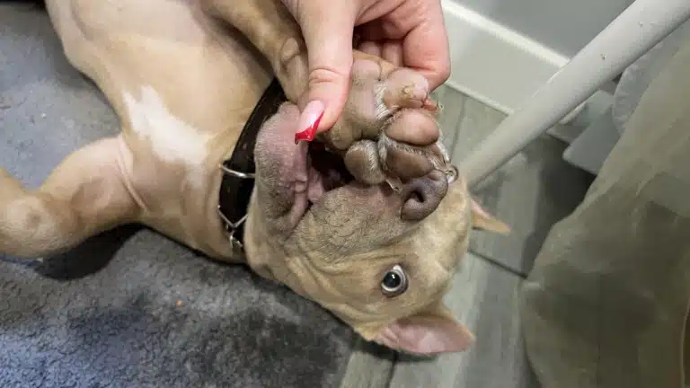 Дівчина з яскравим французьким манікюром прибирає лапу собаки від його пащі