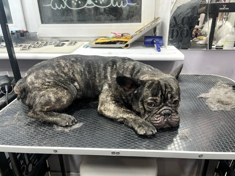 Чорно-коричневий бульдог лежить на столі, який грумер залишив у підшерсті