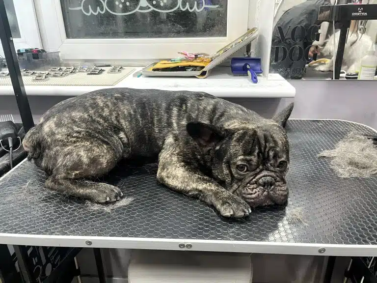 Чорно-коричневий бульдог лежить на столі, який грумер залишив у підшерсті