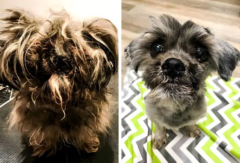 Перевтілення собаки після недостатнього догляду з боку власника