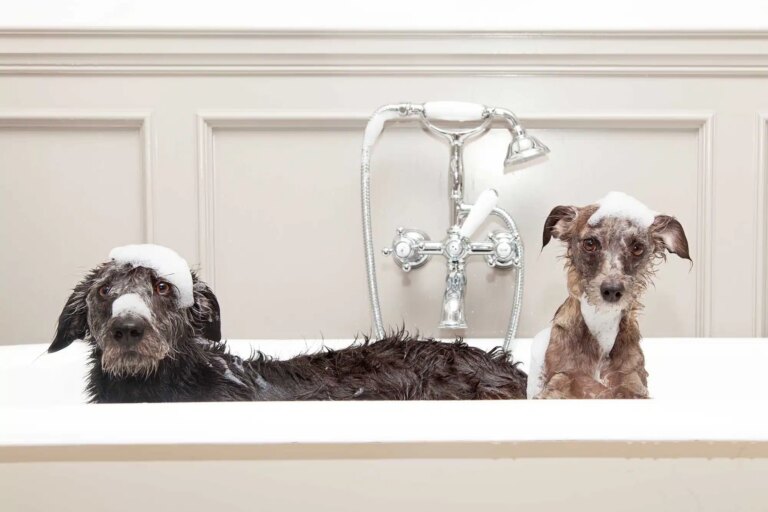 У білій ванні знаходяться два песики з шапочками з піни