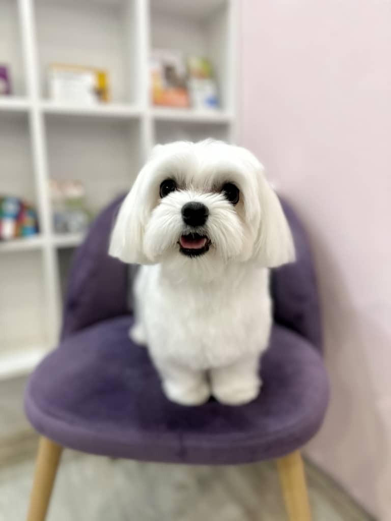 Чистий мальтезе, який сидить на фіолетовому кріслі, має рівний зріз шерсті на вушках