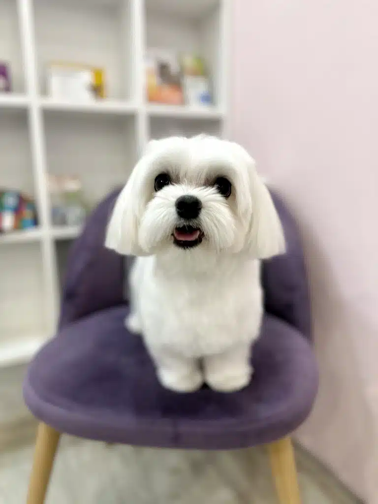 Чистий мальтезе, який сидить на фіолетовому кріслі, має рівний зріз шерсті на вушках