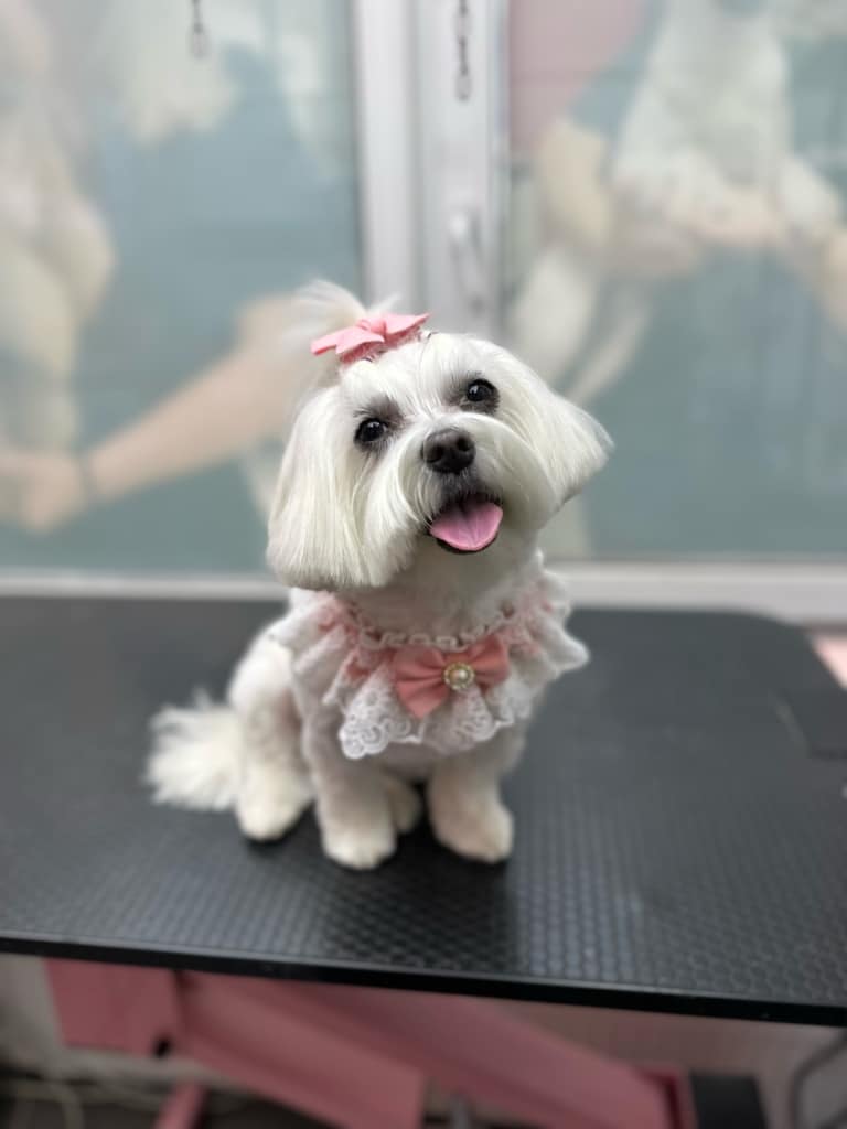 Вікна позаду мальтезе з бантиком закриті банером салону