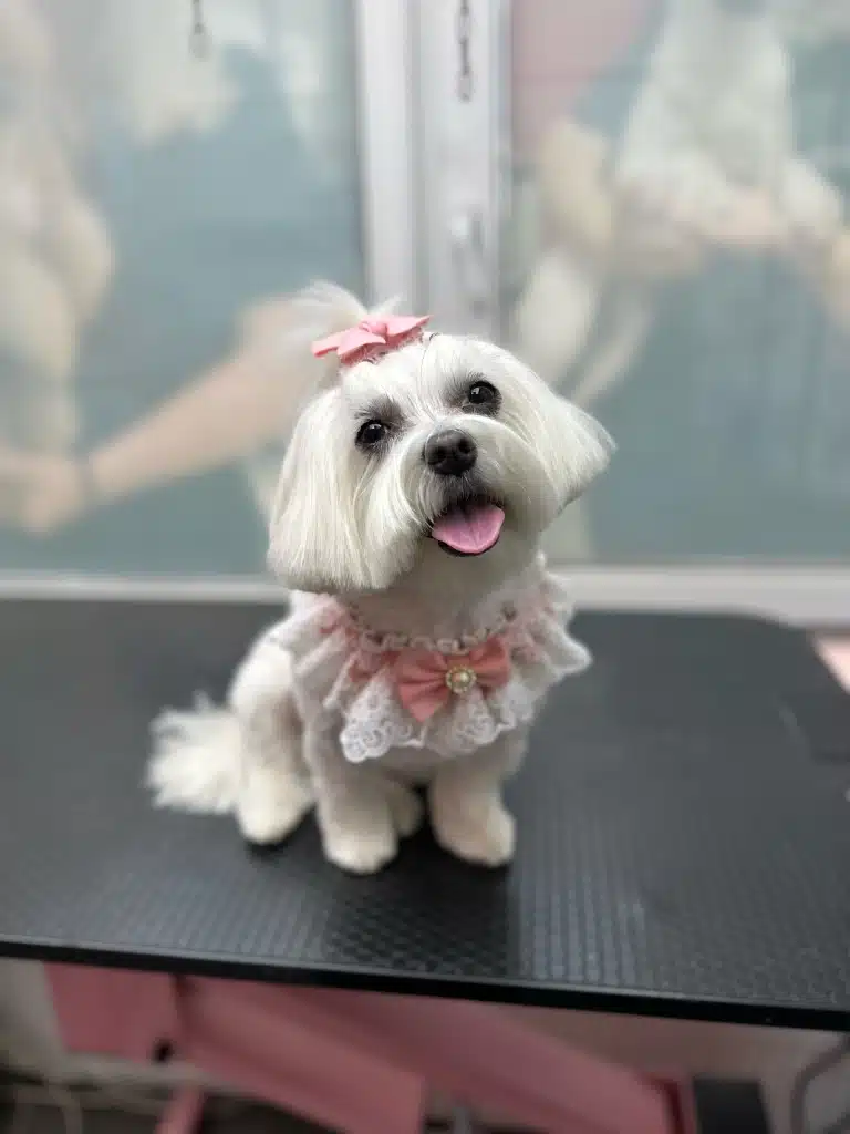 Вікна позаду мальтезе з бантиком закриті банером салону