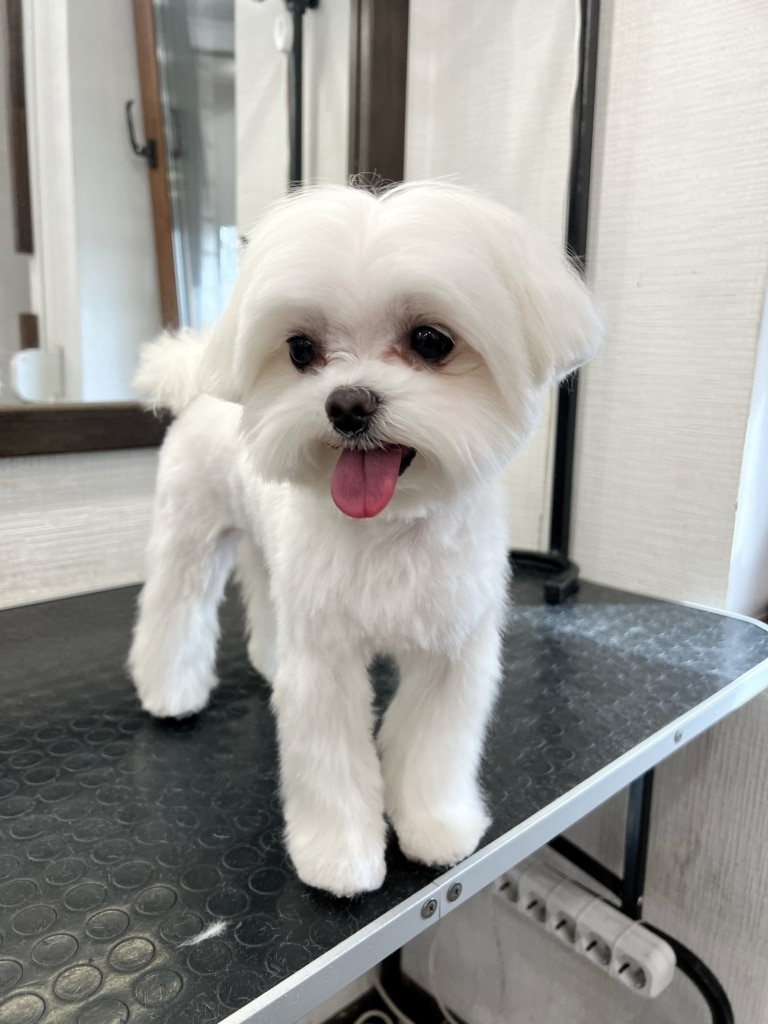 Під столом, на якому стоїть підстрижений мальтезе, розташований перехідник