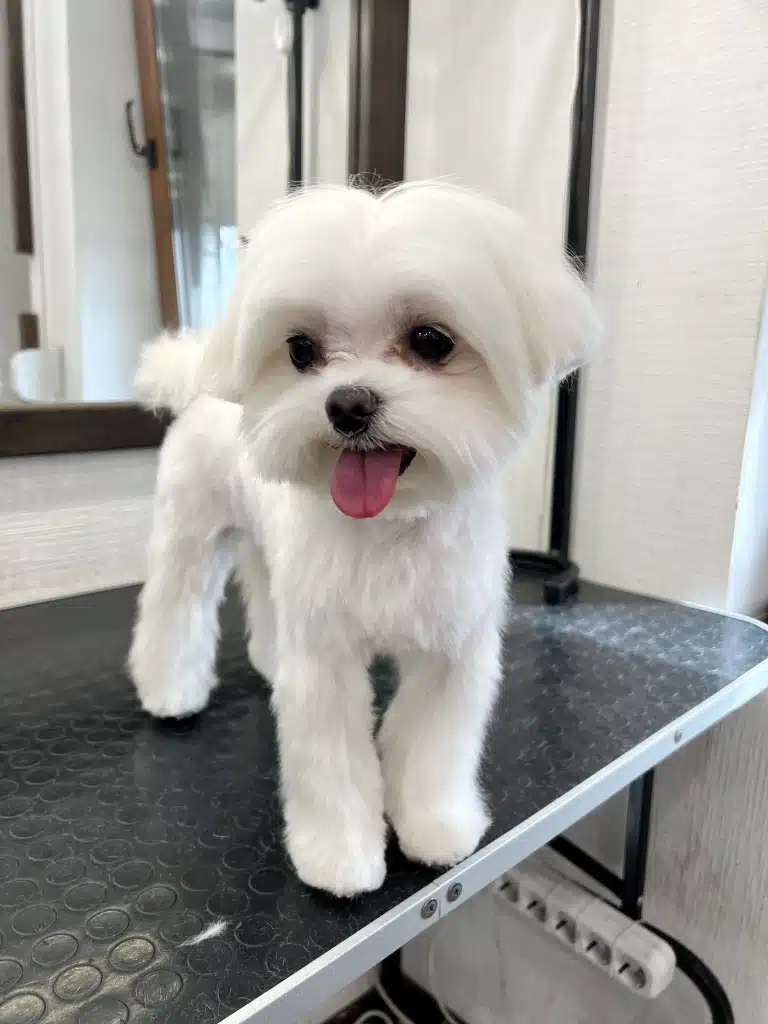 Під столом, на якому стоїть підстрижений мальтезе, розташований перехідник