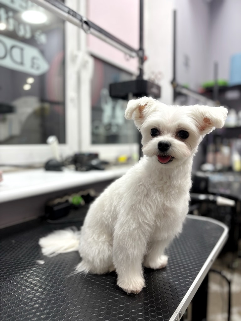 Мальтезе з маленькою головою та вушками, що стирчать, сидить на прибраному столику