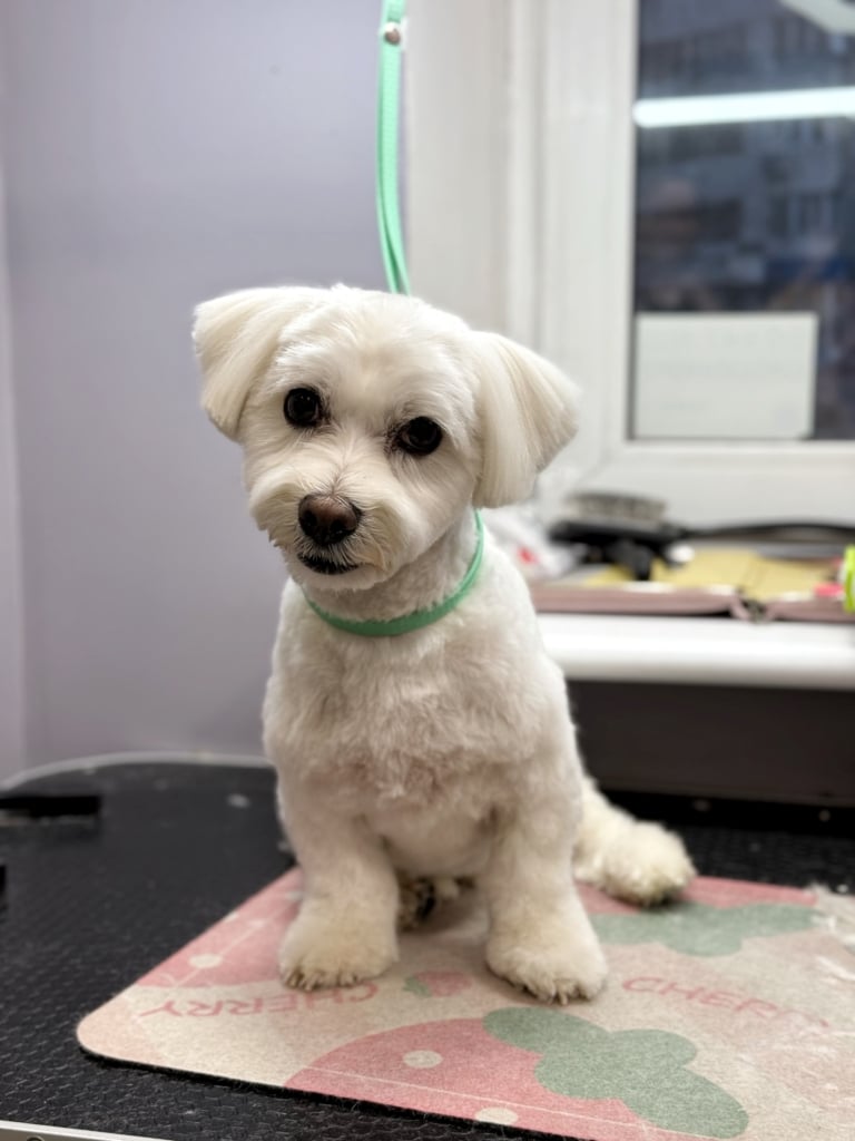 Мальтезе з короткими лапами сидить на невеликому килимку, який грумер поклав на стіл