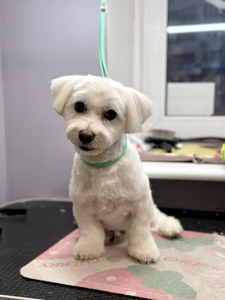 Мальтезе з короткими лапами сидить на невеликому килимку, який грумер поклав на стіл