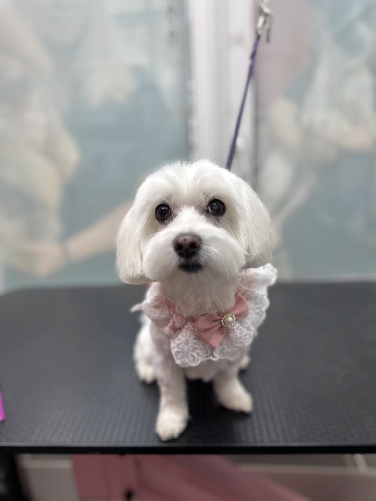 Мальтезе натягнув синю ринговку, яка прикріплена зверху