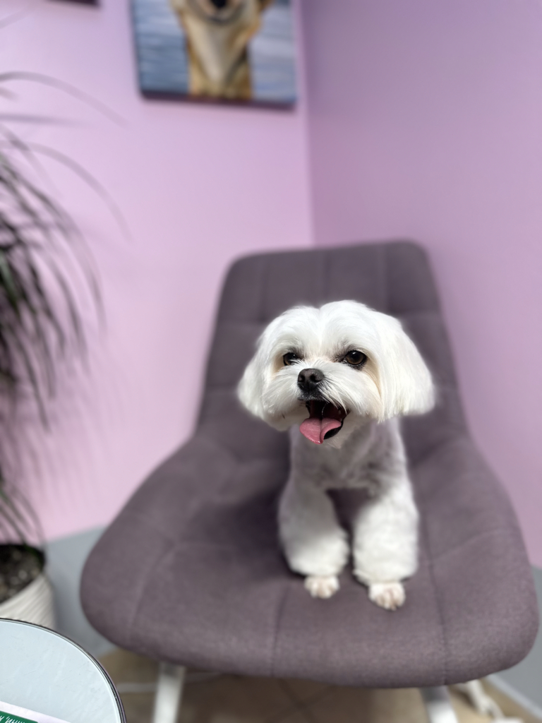 Мальтезе з лапами, як у пуделя, сидить на фіолетовому кріслі біля рожевих стін