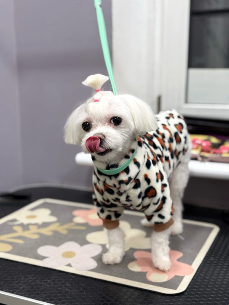 Мальтезе з топ кнотом вдягнений в флісову кофтинку з леопардовим малюнком