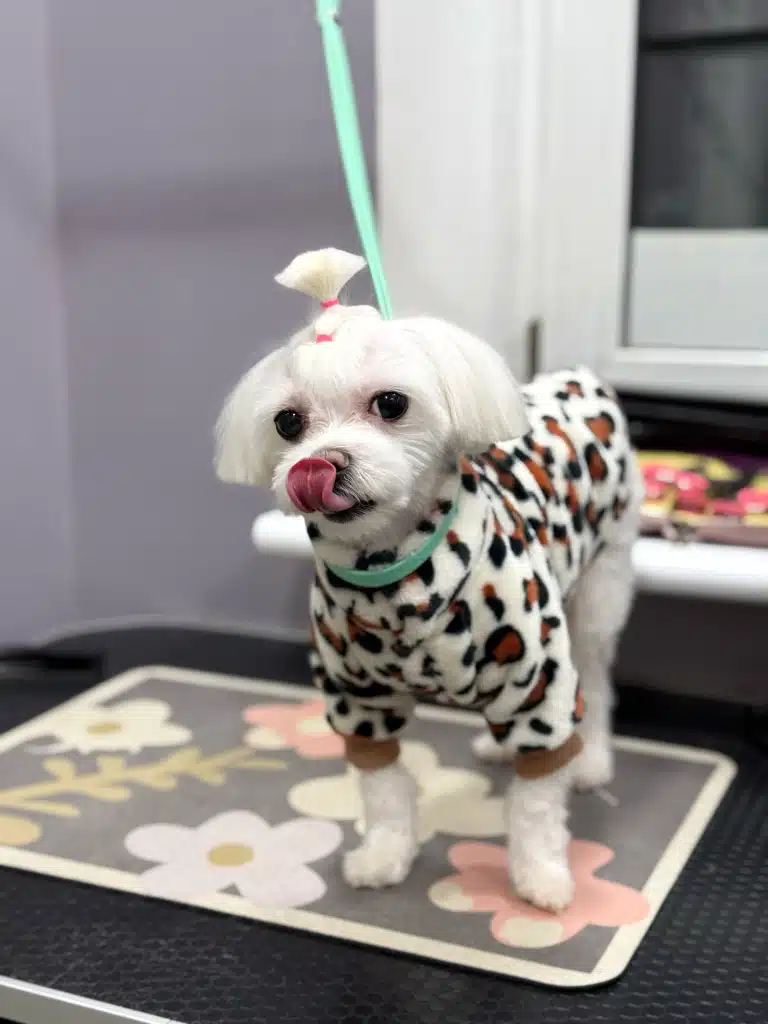 Мальтезе з топ кнотом вдягнений в флісову кофтинку з леопардовим малюнком