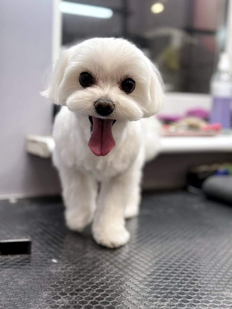 Мальтезе з короткою плюшкою показує довгого рожевого язика в темний час доби