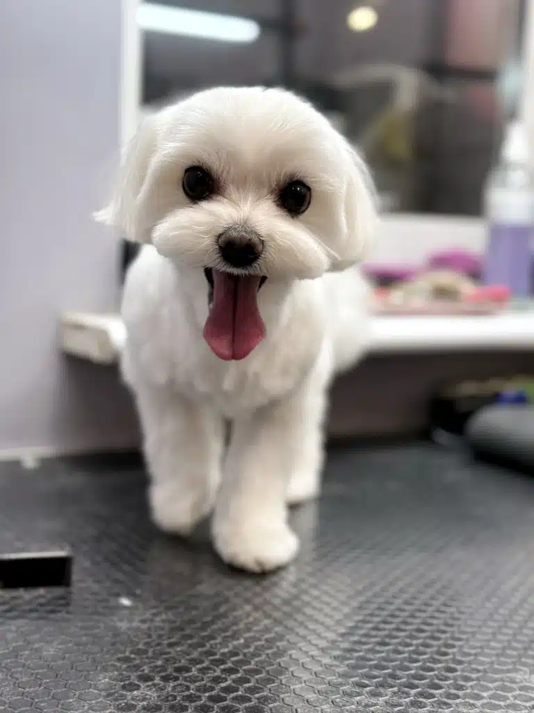 Мальтезе з короткою плюшкою показує довгого рожевого язика в темний час доби