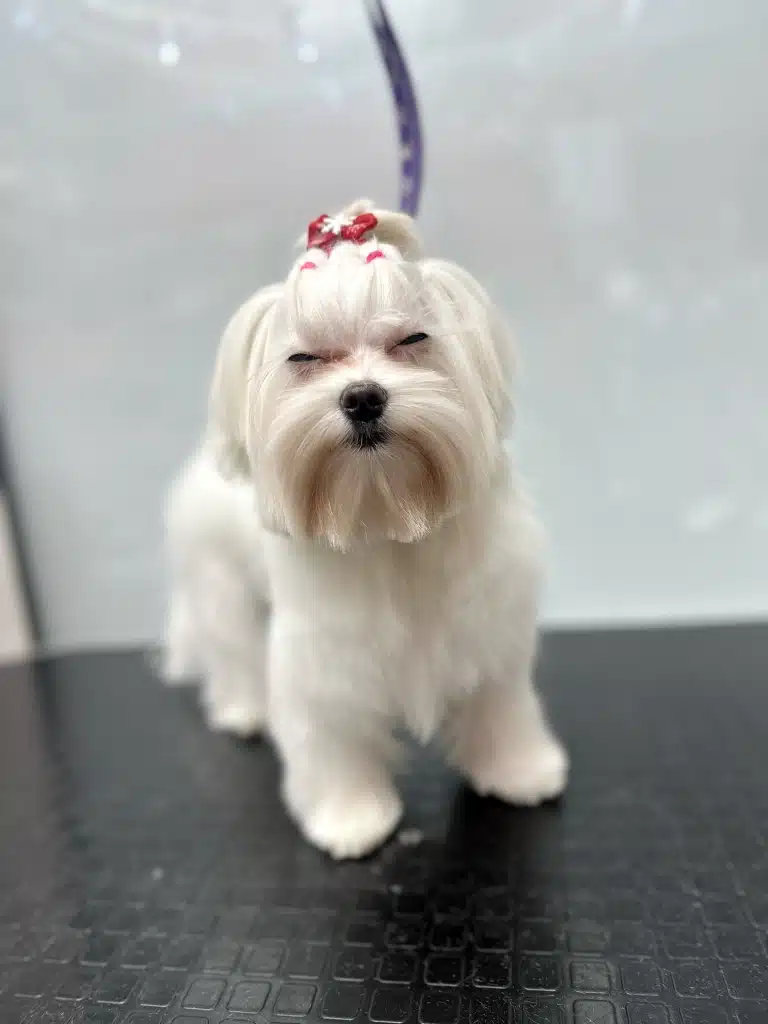 Мальтезе з довгою бородою примружив очі, стоячи на великому чорному столі