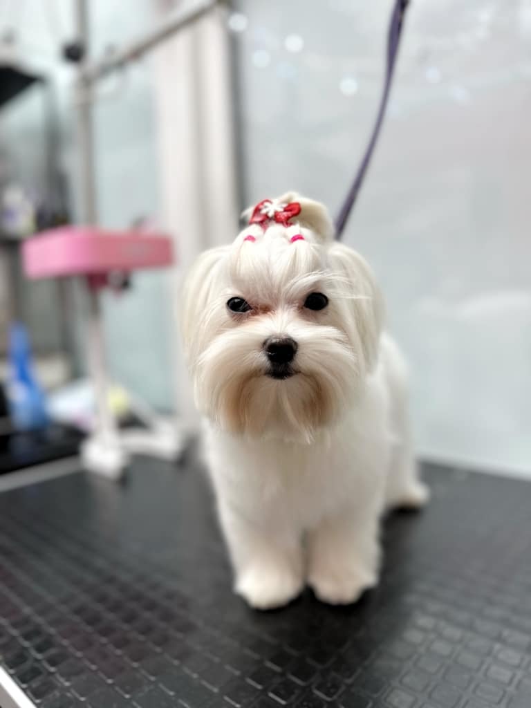 Мальтезе з коричневою шерстю біля рота має завдяки грумеру зачіску з рожевими резинками