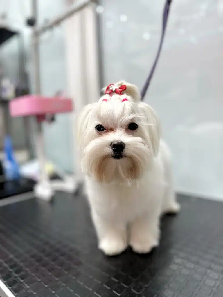 Мальтезе з коричневою шерстю біля рота має завдяки грумеру зачіску з рожевими резинками