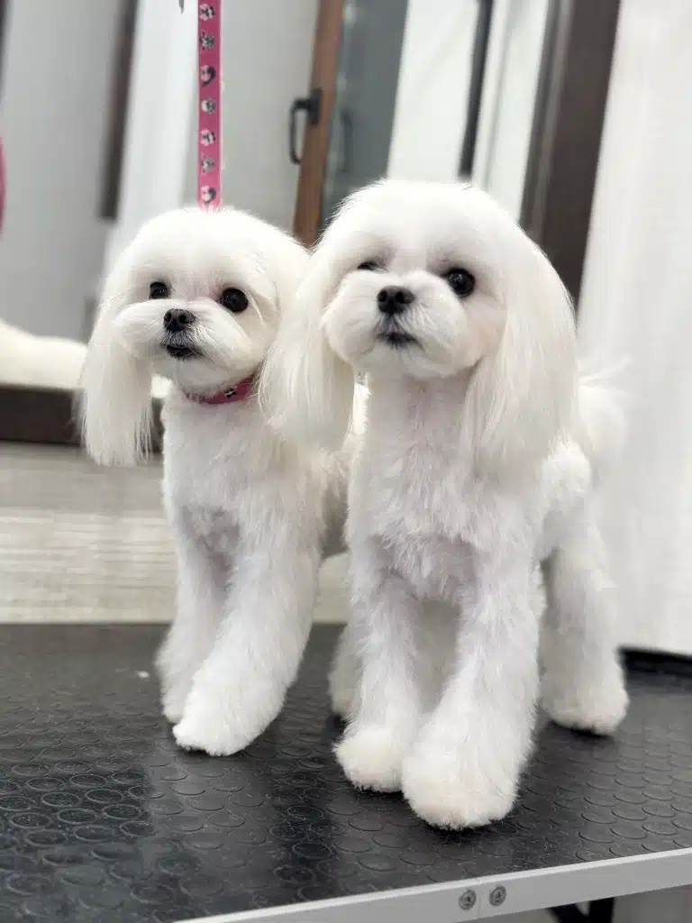Мальтезе з довгими вушками мають однакові стрижки, які мають гарний вигляд на різному рості