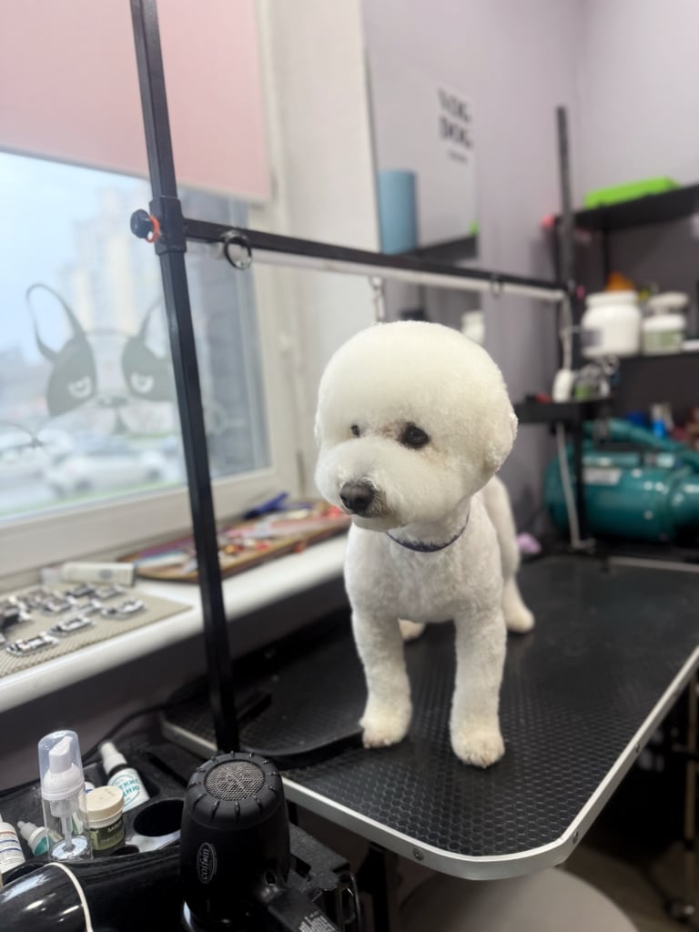 Бішон на грумерському столі виглядає когось після стрижки