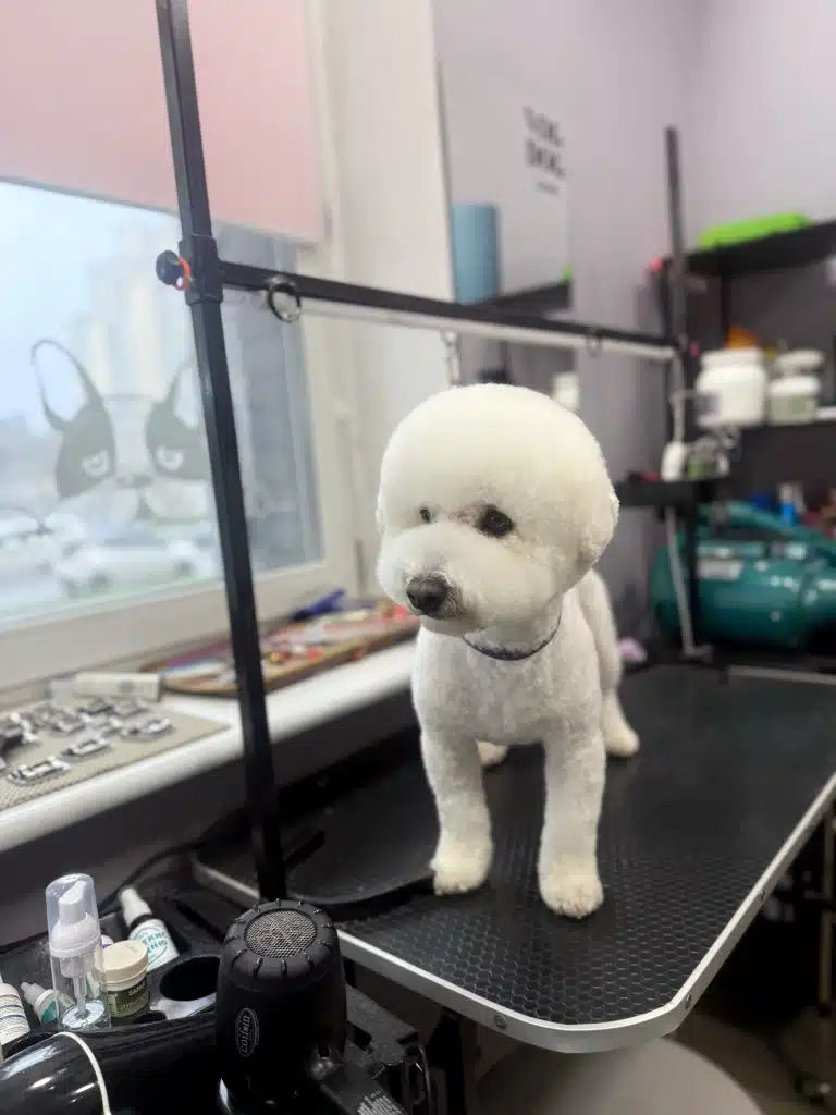 Бішон на грумерському столі виглядає когось після стрижки