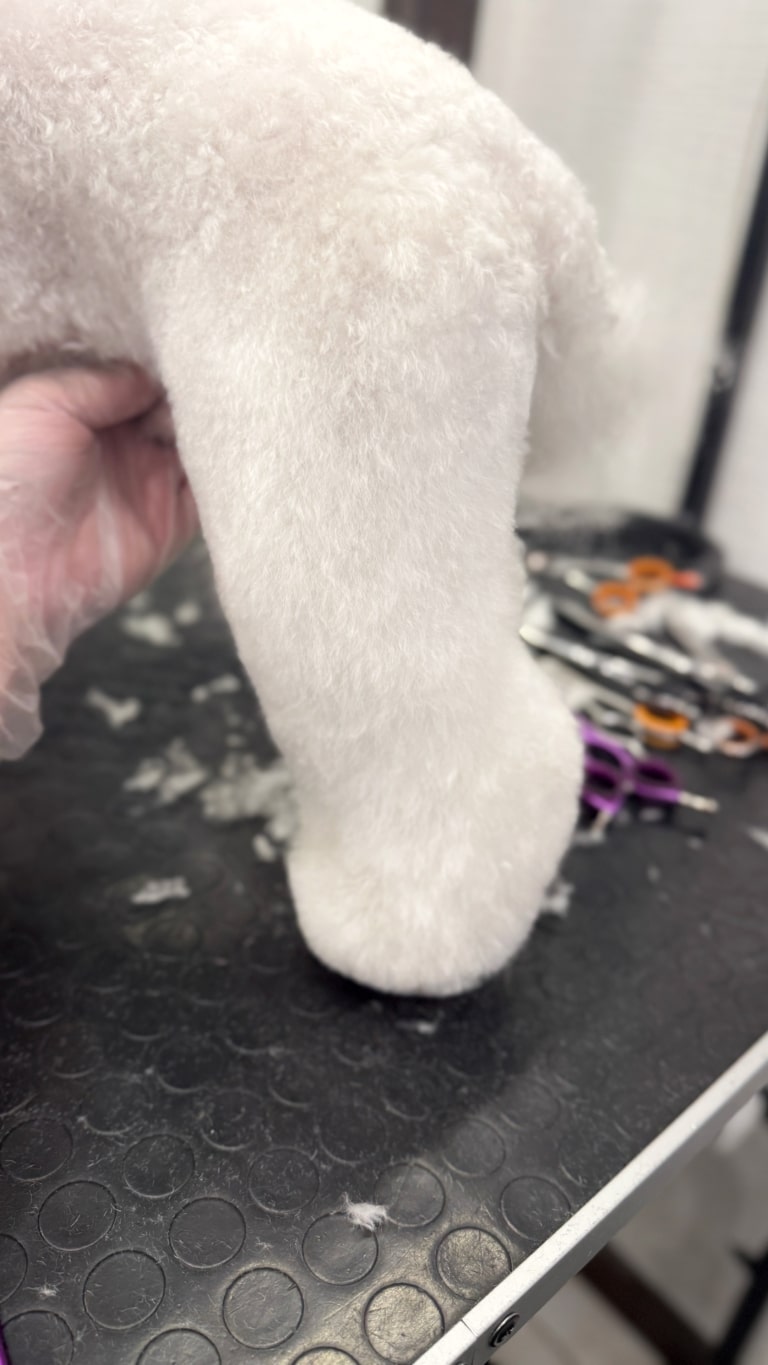 Грумер в прозорій рукавичці демонструє рівні лінії стрижки задньої лапи білого собаки