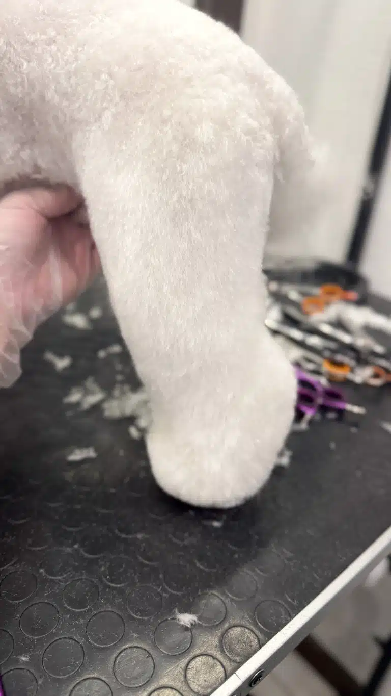 Грумер в прозорій рукавичці демонструє рівні лінії стрижки задньої лапи білого собаки