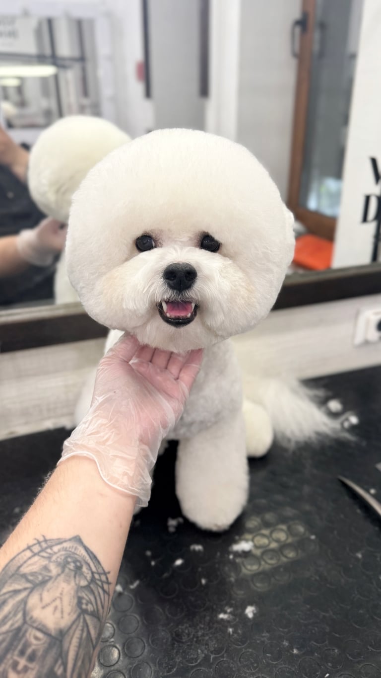 Грумер, що підняв підборіддя бішона, має тату на лівій руці