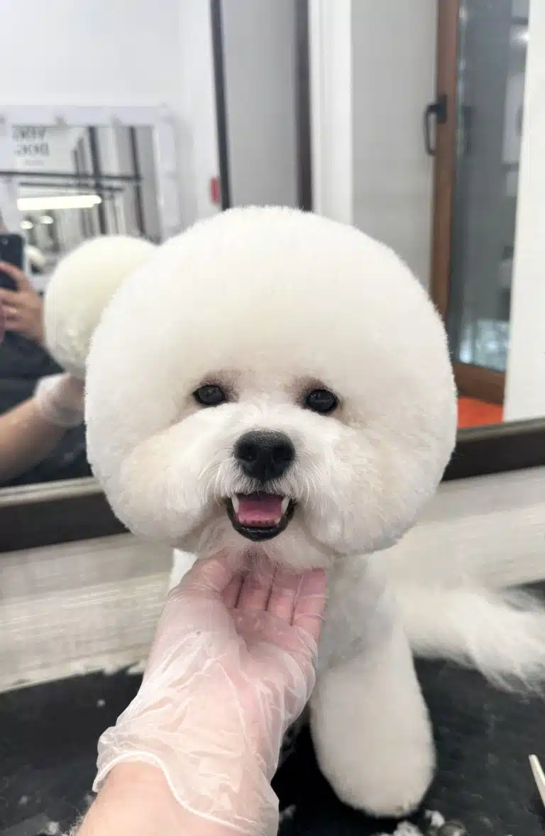 Людська рука в прозорій рукавичці підняла голову бішона, демонструючи круглу форму