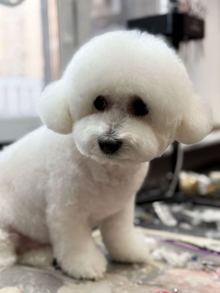 Бішон має незвичну стрижку для бішона: овальна плюшка, круглі вушка та коротка стрижка шерсті між очима