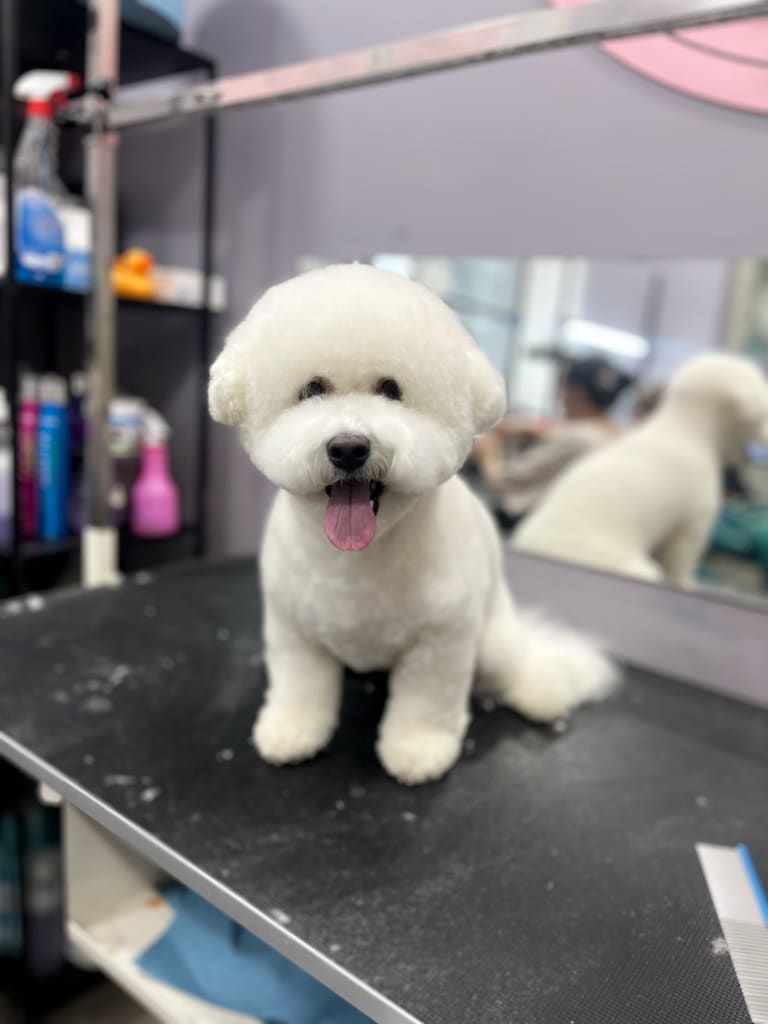 З правого боку бішона на поличках стоять різні баночки для грумінгу