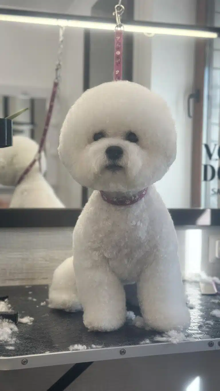 Серед підстриженої шерсті на столі сидить бішон з ідеально круглою головою